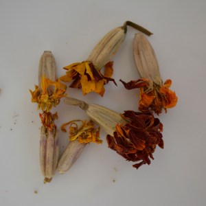 Dried marigold seeds and seed pods